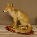 Fuchs Rotfuchs sitzend auf Dekopodest Präparat Tierpräparat Tiertrophäe 89.8.185