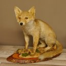 Fuchs Rotfuchs sitzend auf Dekopodest Präparat Tierpräparat Tiertrophäe 89.8.185