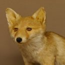 Fuchs Rotfuchs sitzend auf Dekopodest Präparat Tierpräparat Tiertrophäe 89.8.185