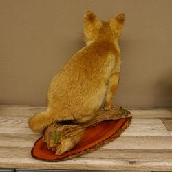 Fuchs Rotfuchs sitzend auf Dekopodest Präparat Tierpräparat Tiertrophäe 89.8.185