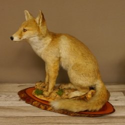Fuchs Rotfuchs sitzend auf Dekopodest Präparat Tierpräparat Tiertrophäe 89.8.185