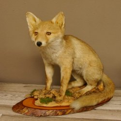Fuchs Rotfuchs sitzend auf Dekopodest Präparat Tierpräparat Tiertrophäe 89.8.185