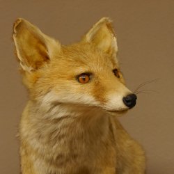 Fuchs Rotfuchs sitzend auf Dekopodest Präparat Tierpräparat Tiertrophäe 89.8.185
