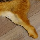 Chabraques Tapis en peau de chacal Chabraque chacal Afrique 87.109.4