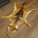 Chabraques Tapis en peau de chacal Chabraque chacal Afrique 87.109.4