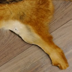 Chabraques Tapis en peau de chacal Chabraque chacal Afrique 87.109.4