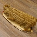 Frischling "Altpräparat" Ganzpräparat auf Birke Holzpodest Wildschwein Präparat Deko 34.2.35