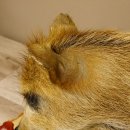 Frischling "Altpräparat" Ganzpräparat auf Birke Holzpodest Wildschwein Präparat Deko 34.2.35