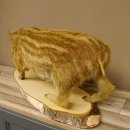 Frischling "Altpräparat" Ganzpräparat auf Birke Holzpodest Wildschwein Präparat Deko 34.2.35