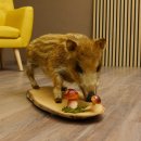 Frischling "Altpräparat" Ganzpräparat auf Birke Holzpodest Wildschwein Präparat Deko 34.2.35