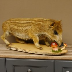 Frischling "Altpräparat" Ganzpräparat auf Birke Holzpodest Wildschwein Präparat Deko 34.2.35
