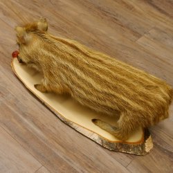 Frischling "Altpräparat" Ganzpräparat auf Birke Holzpodest Wildschwein Präparat Deko 34.2.35