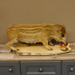 Frischling "Altpräparat" Ganzpräparat auf Birke Holzpodest Wildschwein Präparat Deko 34.2.35