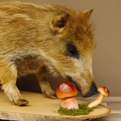Frischling "Altpräparat" Ganzpräparat auf Birke Holzpodest Wildschwein Präparat Deko 34.2.35