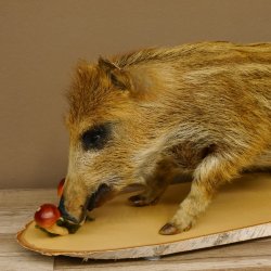 Frischling "Altpräparat" Ganzpräparat auf Birke Holzpodest Wildschwein Präparat Deko 34.2.35