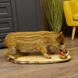 Frischling "Altpräparat" Ganzpräparat auf Birke Holzpodest Wildschwein Präparat Deko 34.2.35