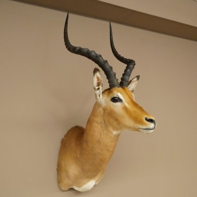 Impala antelope horn length 54 cm Africa head shoulder specimen trophy 95.4.21