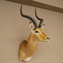 Impala Antilope Longueur des cornes 54 cm Afrique...
