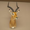 Impala antelope horn length 54 cm Africa head shoulder specimen trophy 95.4.21