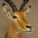 Impala Antilope Longueur des cornes 54 cm Afrique...