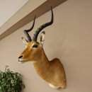 Impala antelope horn length 54 cm Africa head shoulder specimen trophy 95.4.21