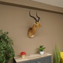 Impala antelope horn length 54 cm Africa head shoulder specimen trophy 95.4.21