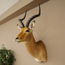 Impala antelope horn length 54 cm Africa head shoulder specimen trophy 95.4.21