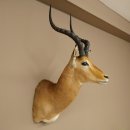 Impala antelope horn length 54 cm Africa head shoulder specimen trophy 95.4.21