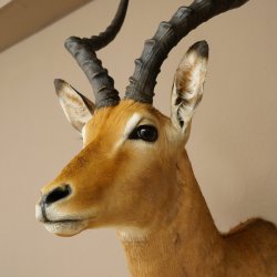 Impala antelope horn length 54 cm Africa head shoulder specimen trophy 95.4.21