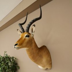 Impala antelope horn length 54 cm Africa head shoulder specimen trophy 95.4.21