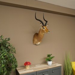 Impala antelope horn length 54 cm Africa head shoulder specimen trophy 95.4.21