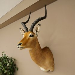 Impala antelope horn length 54 cm Africa head shoulder specimen trophy 95.4.21
