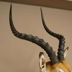 Impala antelope horn length 54 cm Africa head shoulder specimen trophy 95.4.21