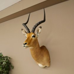 Impala antelope horn length 54 cm Africa head shoulder specimen trophy 95.4.21