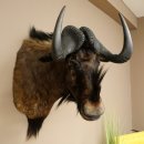 Gnou à queue blanche Gnou Tête de gnou Préparation de la tête Hauteur 77 cm 95.9.19