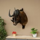 Gnou à queue blanche Gnou Tête de gnou Préparation de la tête Hauteur 77 cm 95.9.19