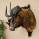 Gnou à queue blanche Gnou Tête de gnou Préparation de la tête Hauteur 77 cm 95.9.19