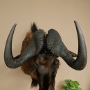 Gnou à queue blanche Gnou Tête de gnou Préparation de la tête Hauteur 77 cm 95.9.19