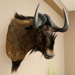 Gnou à queue blanche Gnou Tête de gnou Préparation de la tête Hauteur 77 cm 95.9.19