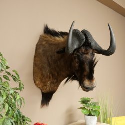 Gnou à queue blanche Gnou Tête de gnou Préparation de la tête Hauteur 77 cm 95.9.19