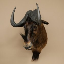 Gnou à queue blanche Gnou Tête de gnou Préparation de la tête Hauteur 77 cm 95.9.19