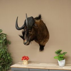 Gnou à queue blanche Gnou Tête de gnou Préparation de la tête Hauteur 77 cm 95.9.19