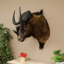 Gnou à queue blanche Gnou Tête de gnou Préparation de la tête Hauteur 77 cm 95.9.19