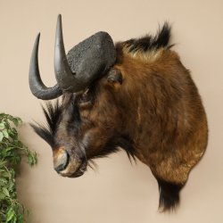 Gnou à queue blanche Gnou Tête de gnou Préparation de la tête Hauteur 77 cm 95.9.19