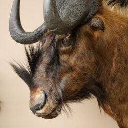 Gnou à queue blanche Gnou Tête de gnou Préparation de la tête Hauteur 77 cm 95.9.19