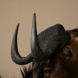 Gnou à queue blanche Gnou Tête de gnou Préparation de la tête Hauteur 77 cm 95.9.19