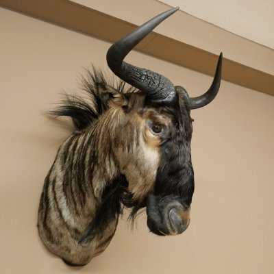 Gnou à bandes Gnou Gnou avec médaille Tête Épaule Préparation Préparation de tête Hauteur 68 cm 95.9.20