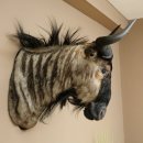 Gnou à bandes Gnou Gnou avec médaille Tête Épaule Préparation Préparation de tête Hauteur 68 cm 95.9.20