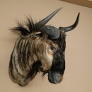 Gnou à bandes Gnou Gnou avec médaille Tête Épaule Préparation Préparation de tête Hauteur 68 cm 95.9.20