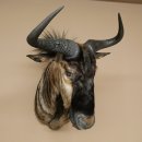 Gnou à bandes Gnou Gnou avec médaille Tête Épaule Préparation Préparation de tête Hauteur 68 cm 95.9.20